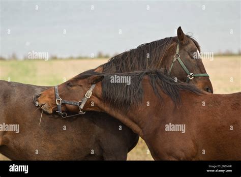 Comprendre l’accouplement des chevaux .